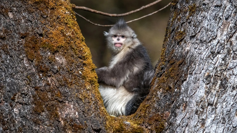 Black-and-white snub-nosed monkey in Yunnan province, south-west China